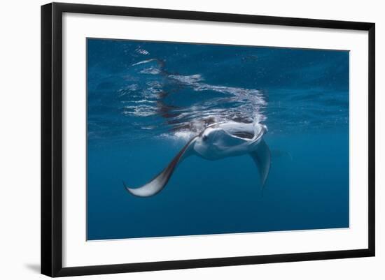 Manta Ray Filter Feeding-Reinhard Dirscherl-Framed Photographic Print