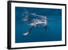 Manta Ray Filter Feeding-Reinhard Dirscherl-Framed Photographic Print