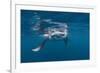 Manta Ray Filter Feeding-Reinhard Dirscherl-Framed Photographic Print