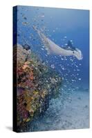 Manta Ray, Fish and Coral, Raja Ampat, Papua, Indonesia-Jaynes Gallery-Stretched Canvas