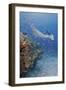 Manta Ray, Fish and Coral, Raja Ampat, Papua, Indonesia-Jaynes Gallery-Framed Photographic Print