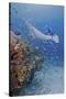 Manta Ray, Fish and Coral, Raja Ampat, Papua, Indonesia-Jaynes Gallery-Stretched Canvas