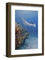 Manta Ray, Fish and Coral, Raja Ampat, Papua, Indonesia-Jaynes Gallery-Framed Photographic Print