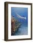 Manta Ray, Fish and Coral, Raja Ampat, Papua, Indonesia-Jaynes Gallery-Framed Photographic Print