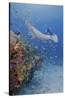 Manta Ray, Fish and Coral, Raja Ampat, Papua, Indonesia-Jaynes Gallery-Stretched Canvas