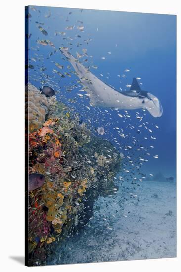 Manta Ray, Fish and Coral, Raja Ampat, Papua, Indonesia-Jaynes Gallery-Stretched Canvas