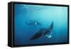 Manta Ray Group (Squadron) Feeding (Mouth Open)-null-Framed Stretched Canvas