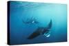 Manta Ray Group (Squadron) Feeding (Mouth Open)-null-Stretched Canvas