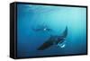 Manta Ray Group (Squadron) Feeding (Mouth Open)-null-Framed Stretched Canvas