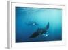 Manta Ray Group (Squadron) Feeding (Mouth Open)-null-Framed Photographic Print