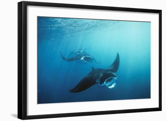 Manta Ray Group (Squadron) Feeding (Mouth Open)-null-Framed Photographic Print