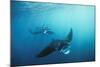 Manta Ray Group (Squadron) Feeding (Mouth Open)-null-Mounted Photographic Print