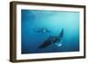 Manta Ray Group (Squadron) Feeding (Mouth Open)-null-Framed Photographic Print