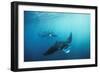 Manta Ray Group (Squadron) Feeding (Mouth Open)-null-Framed Photographic Print