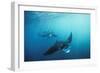 Manta Ray Group (Squadron) Feeding (Mouth Open)-null-Framed Photographic Print