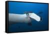 Manta Ray Head (Manta Birostris)-Reinhard Dirscherl-Framed Stretched Canvas