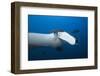 Manta Ray Head (Manta Birostris)-Reinhard Dirscherl-Framed Photographic Print