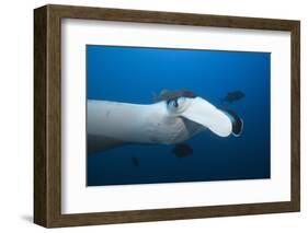 Manta Ray Head (Manta Birostris)-Reinhard Dirscherl-Framed Photographic Print