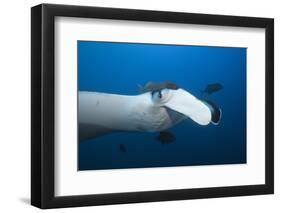 Manta Ray Head (Manta Birostris)-Reinhard Dirscherl-Framed Photographic Print