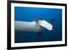 Manta Ray Head (Manta Birostris)-Reinhard Dirscherl-Framed Photographic Print