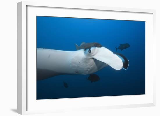 Manta Ray Head (Manta Birostris)-Reinhard Dirscherl-Framed Photographic Print