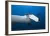 Manta Ray Head (Manta Birostris)-Reinhard Dirscherl-Framed Photographic Print