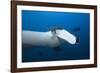 Manta Ray Head (Manta Birostris)-Reinhard Dirscherl-Framed Photographic Print