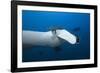 Manta Ray Head (Manta Birostris)-Reinhard Dirscherl-Framed Photographic Print