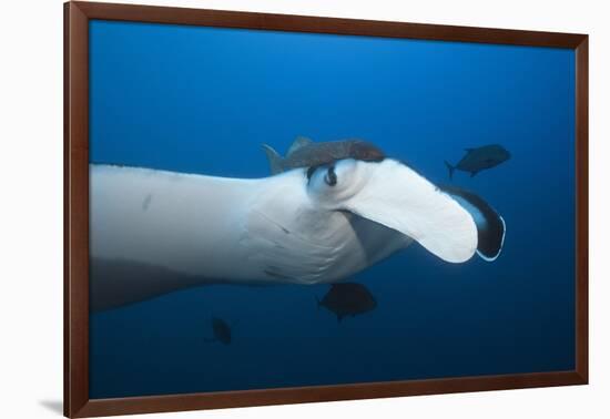 Manta Ray Head (Manta Birostris)-Reinhard Dirscherl-Framed Photographic Print