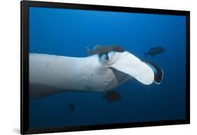 Manta Ray Head (Manta Birostris)-Reinhard Dirscherl-Framed Photographic Print