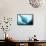 Manta Ray in Feeding Mode, from Underneath-null-Framed Stretched Canvas displayed on a wall