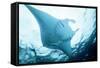 Manta Ray in Feeding Mode, from Underneath-null-Framed Stretched Canvas