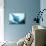 Manta Ray in Feeding Mode, from Underneath-null-Stretched Canvas displayed on a wall
