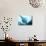 Manta Ray in Feeding Mode, from Underneath-null-Stretched Canvas displayed on a wall