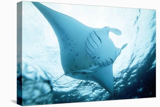Manta Ray in Feeding Mode, from Underneath-null-Stretched Canvas