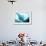 Manta Ray in Feeding Mode, from Underneath-null-Framed Photographic Print displayed on a wall