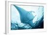 Manta Ray in Feeding Mode, from Underneath-null-Framed Photographic Print