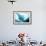 Manta Ray in Feeding Mode, from Underneath-null-Framed Photographic Print displayed on a wall