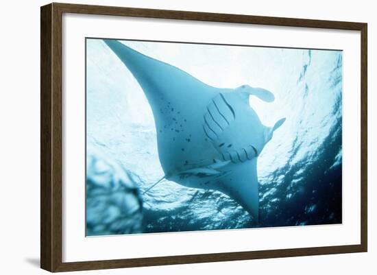 Manta Ray in Feeding Mode, from Underneath-null-Framed Photographic Print