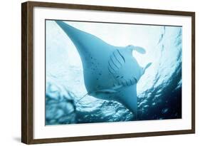 Manta Ray in Feeding Mode, from Underneath-null-Framed Photographic Print