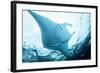 Manta Ray in Feeding Mode, from Underneath-null-Framed Photographic Print