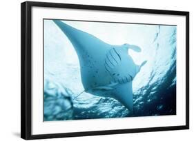 Manta Ray in Feeding Mode, from Underneath-null-Framed Photographic Print