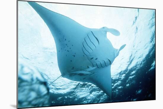 Manta Ray in Feeding Mode, from Underneath-null-Mounted Photographic Print