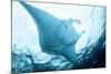 Manta Ray in Feeding Mode, from Underneath-null-Mounted Photographic Print