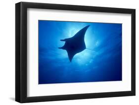 Manta Ray, Island of Yap, Micronesia-Stuart Westmorland-Framed Premium Photographic Print