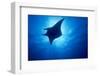 Manta Ray, Island of Yap, Micronesia-Stuart Westmorland-Framed Premium Photographic Print