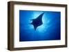 Manta Ray, Island of Yap, Micronesia-Stuart Westmorland-Framed Photographic Print