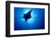 Manta Ray, Island of Yap, Micronesia-Stuart Westmorland-Framed Photographic Print