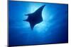 Manta Ray, Island of Yap, Micronesia-Stuart Westmorland-Mounted Photographic Print