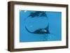 Manta Ray (Manta Birostris) Feeding-Louise Murray-Framed Photographic Print